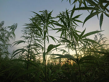 Hashing Out Hemp: Everything You Need to Know.