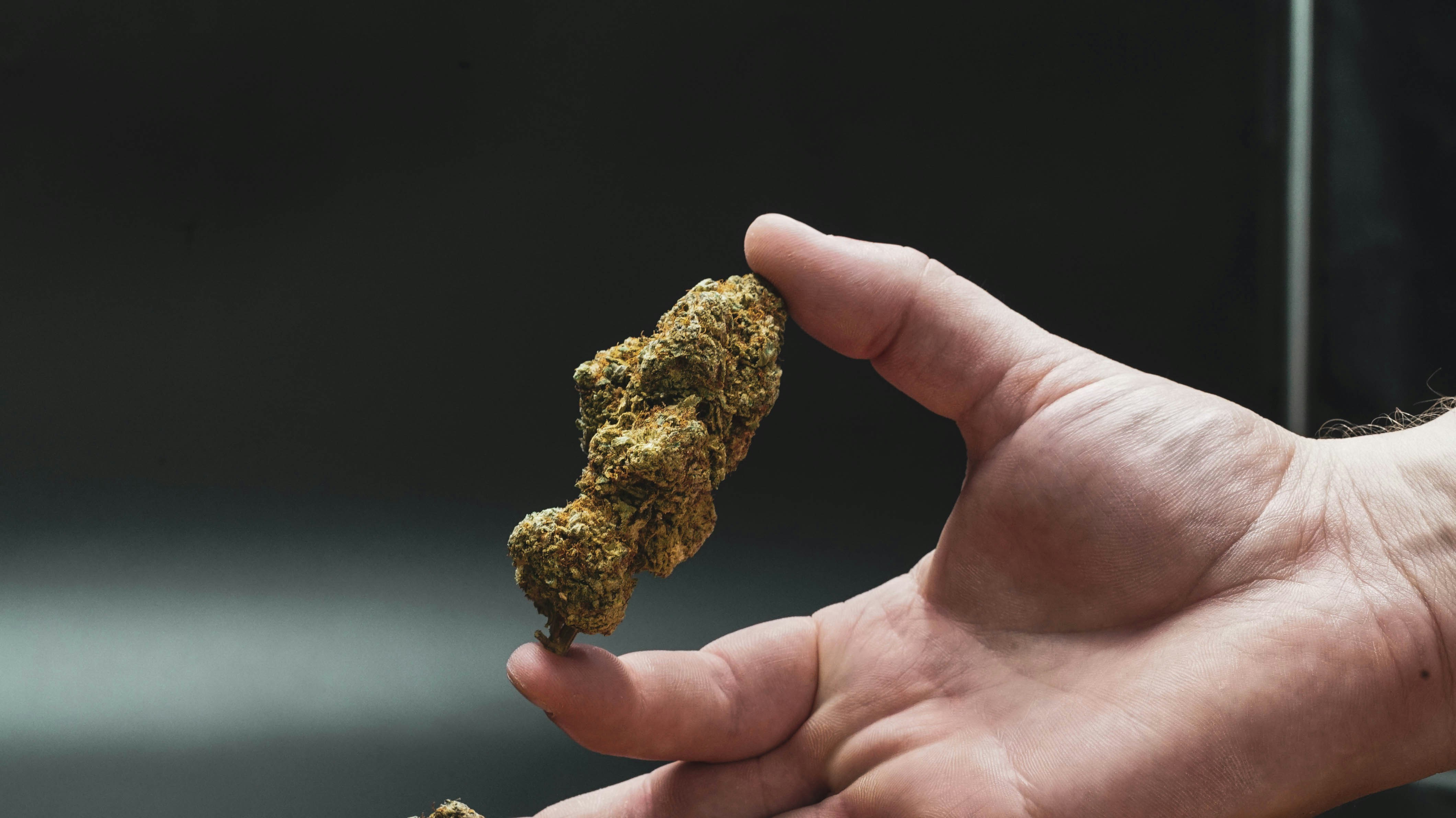 Genetically Modified Weed: Is It the Future or a Risk?