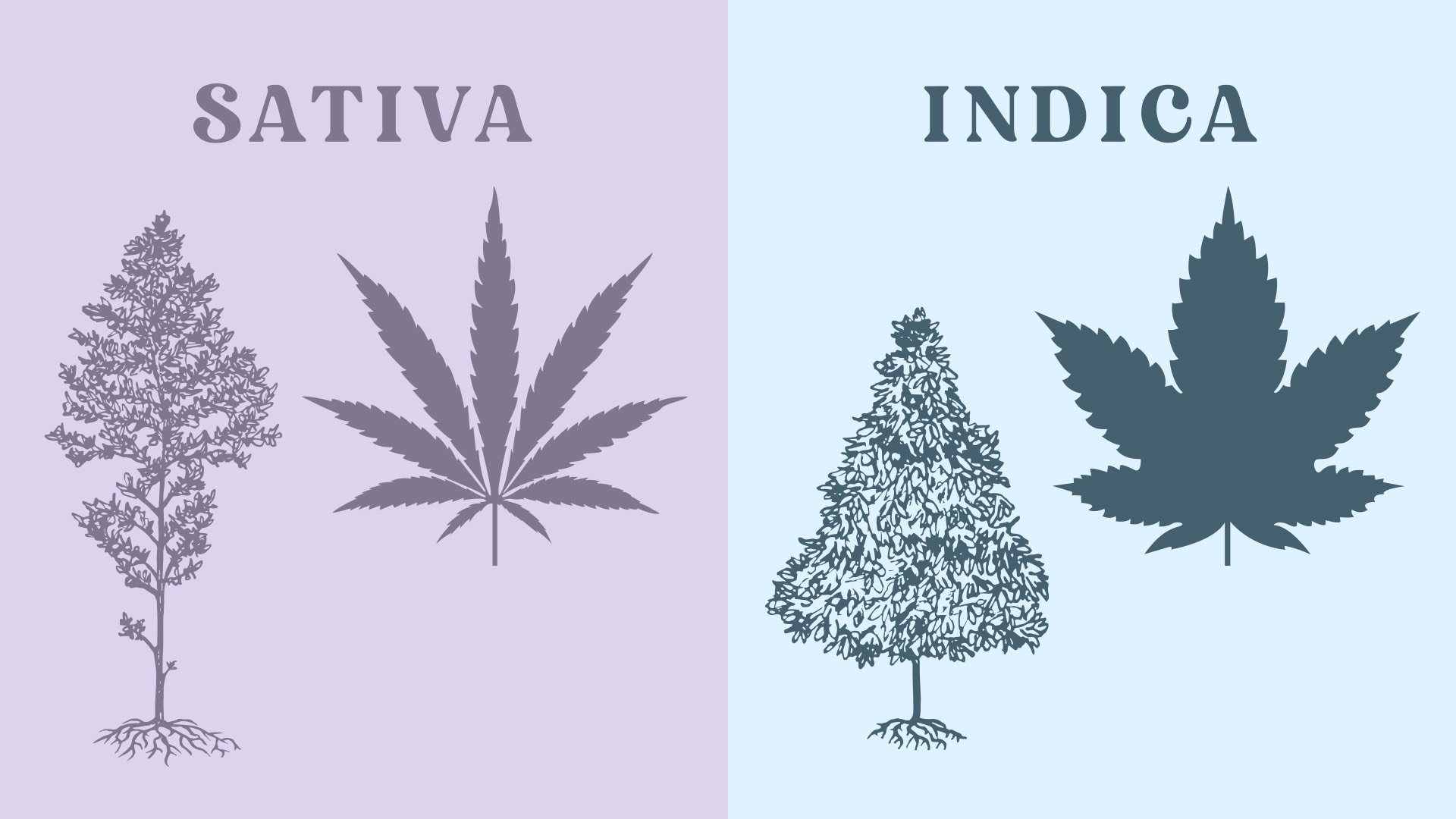 What really is Indica or Sativa?