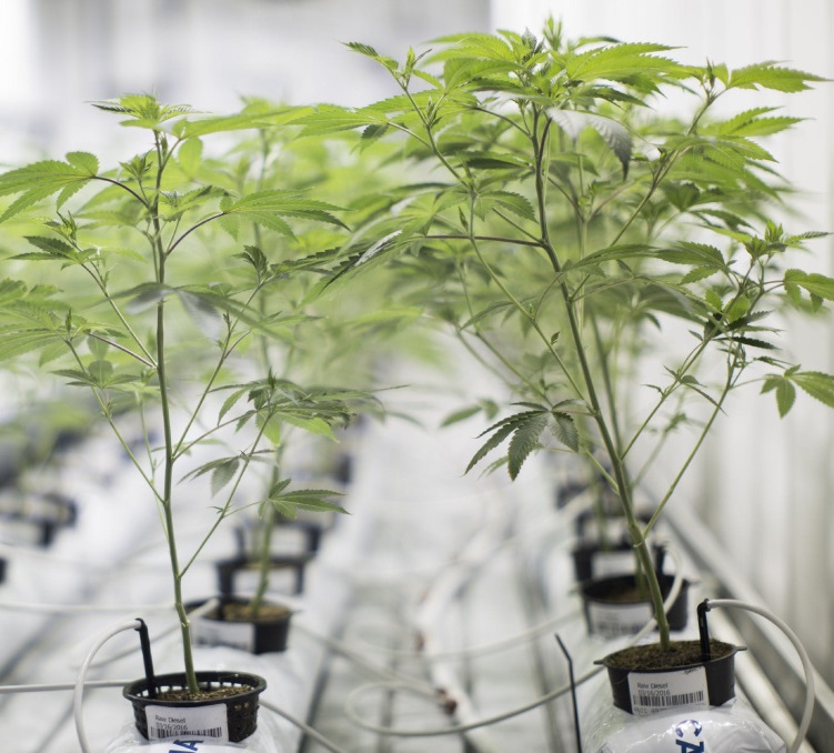 Indoor growing space