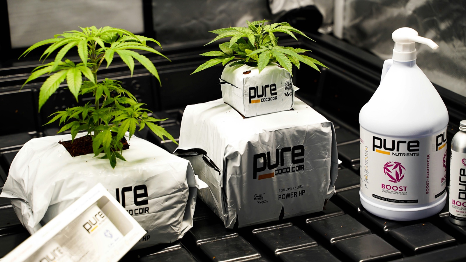 Genetically Modified Weed: Is It the Future or a Risk?